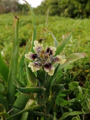 Ferraria densepunctulata
