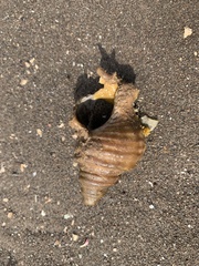 Neptunea decemcostata