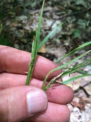 Carex leptonervia