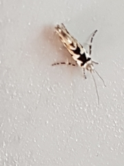 Ypsolopha sequella