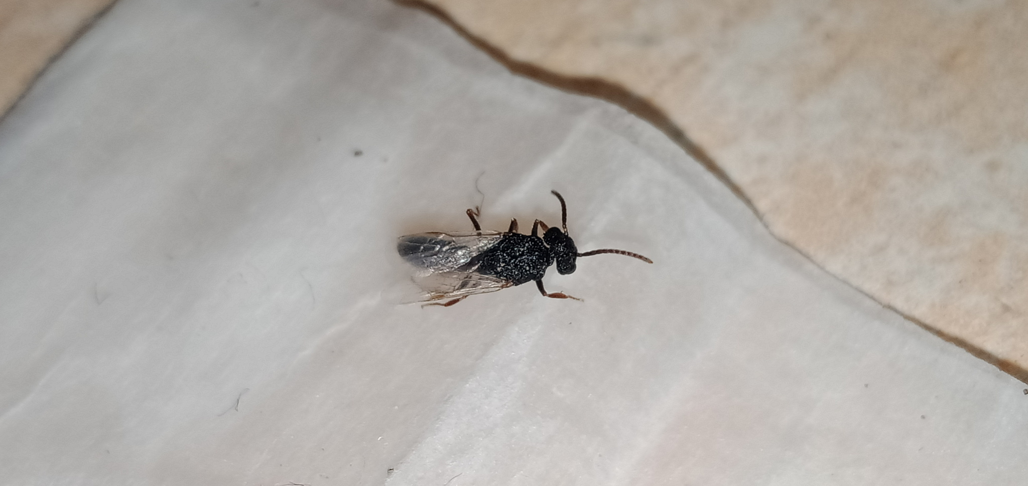 Mystrium