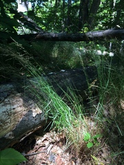 Poa nemoralis