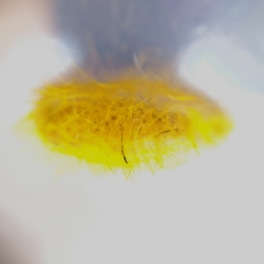 Cyanopepla fastuosa