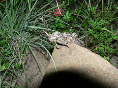 Lobosceliana