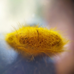 Cyanopepla fastuosa