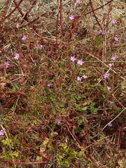 Geranium robertianum