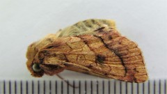 Pyrrhia exprimens