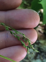 Carex arctata