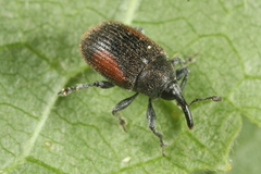 Rhinusa bipustulata