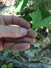 Carex arctata