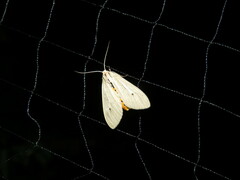 Agaraea semivitrea