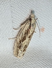 Eucosma olivaceana