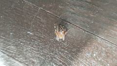 Araneus diadematus
