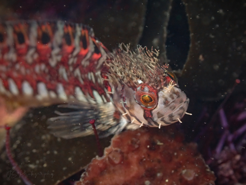 Mosshead Warbonnet