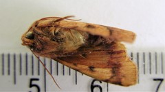 Pyrrhia exprimens