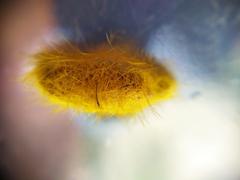 Cyanopepla fastuosa