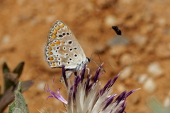 Polyommatus celina