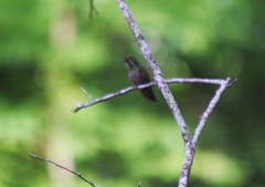 Lampornis amethystinus