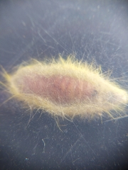 Cyanopepla fastuosa