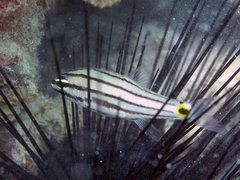 Twospot Cardinalfish photo 2