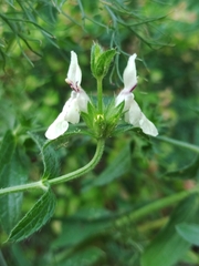 Stachys recta