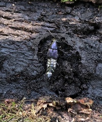 Platydracus violaceus