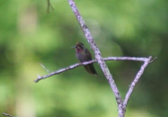 Lampornis amethystinus