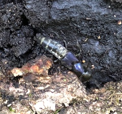 Platydracus violaceus