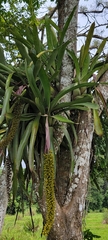 Aechmea setigera