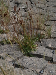 Plantago lanceolata