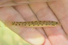 Cobitis strumicae