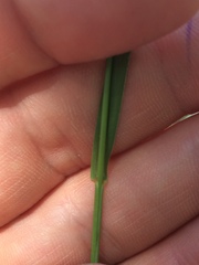 Bromus pumpellianus