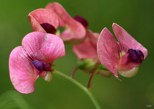 Miškinis pelėžirnis nuotrauka