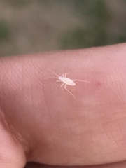 Hyaliodes
