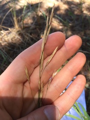 Bromus pumpellianus