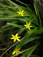 Empodium veratrifolium