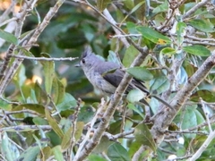 Baeolophus bicolor image