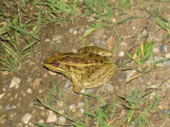 Lithobates forreri
