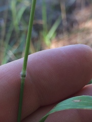 Bromus pumpellianus