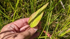 Asclepias rubra