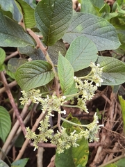 Heliotropium verdcourtii