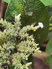 Heliotropium verdcourtii