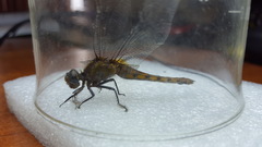 Libellulidae