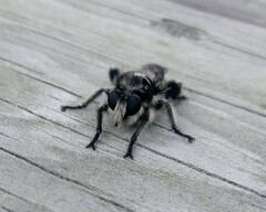 Laphria cinerea