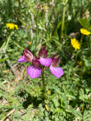 Anacamptis papilionacea grandiflora