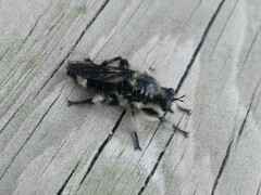 Laphria cinerea