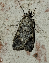 Loxostege allectalis