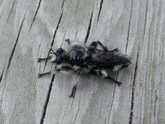 Laphria cinerea