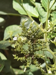 Heliotropium verdcourtii