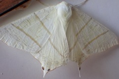 Ourapteryx sambucaria